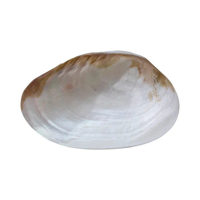 Dish Shell Footed Decorative Natural