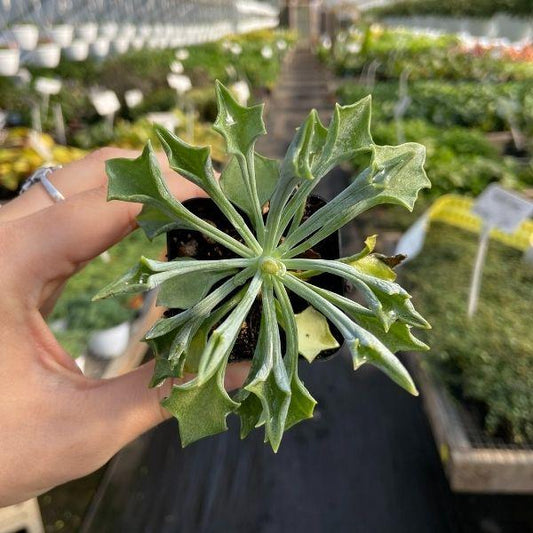 green pickle plant with spear like succulent foliage
